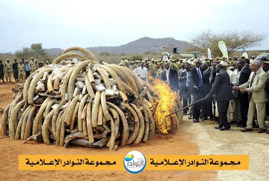 العاج الثمين عدو الفيلة الوحيد المهدِّد بانقراضها من الأرض